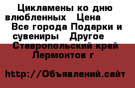 Цикламены ко дню влюбленных › Цена ­ 180 - Все города Подарки и сувениры » Другое   . Ставропольский край,Лермонтов г.